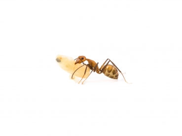 Camponotus nicobarensis